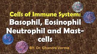 What are Granulocytes and its types  Neutrophils  Basophils  Eosinophils  Mast cells [upl. by Thurlow]