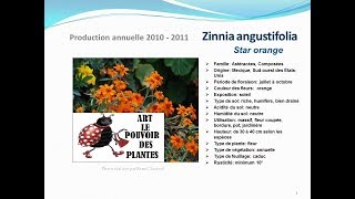 Zinnia angustifolia Star orange plante annuelle [upl. by Yelats]