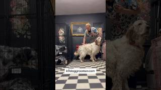 English Setter before amp after grooming englishsetter doggroomingtips [upl. by Gerbold]