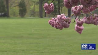 Allergy season peaks with rising pollen levels [upl. by Omora]