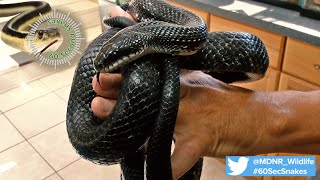 60Second Snakes The Black Rat Snake [upl. by Brandie]