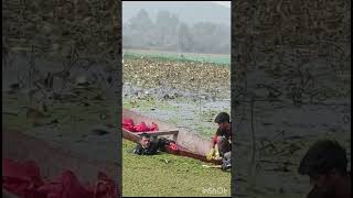 Nadru nadru erhaeeshal lotusstem dal srinagar kashmir dallake youtubevideo trending [upl. by Kubetz961]