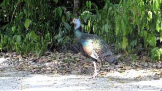 2013 Campeche Calakmul ruins [upl. by Sandry]