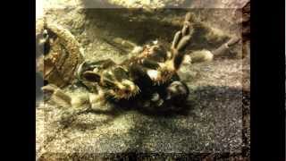 Mutation Mygale Brachypelma Smithi [upl. by Downing97]