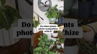 6 hour time lapse Maranta plants dancing maranta planthumor plantlover prayerplant [upl. by Truk]