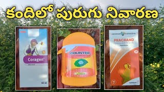 కందిలో పురుగు నివారణ  coragen insecticide  counter insecticide  prachand insecticide [upl. by Rogerg839]