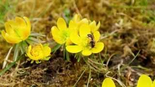 Wildbiene amp Winterling  Wild Bee on Winter Aconite [upl. by Christopher727]