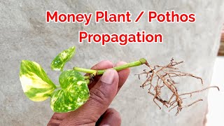 Pothos propagation at Home  Easy To propagate Pothos  Money Plant Grow at Home  Pothos [upl. by Ikciv]