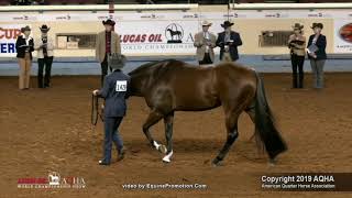 2019 AQHA Showmanship [upl. by Nylla215]