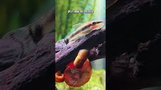 Avoid Mistakes How To Select Otocinclus Catfish For Your Aquarium 🚫 🐟 [upl. by Penn]