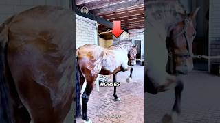 MINDBLOWING Horse Sweat Secrets You Never Knew [upl. by Anisah38]