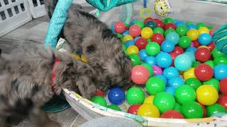 Bordoodle Puppies Play In The Ball Pit bordoodle bordoodlepuppy 2j2kbordoodles borderpoo [upl. by Oiluj]