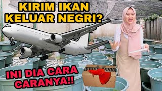 CARA KIRIM IKAN KELUAR NEGRI LENGKAP PART1 [upl. by Camey]