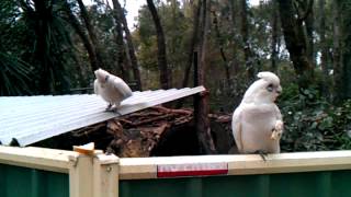 A wild Little Corella talking [upl. by Elleret]