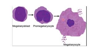 HEMATOLOGY 2 Short Course Review 2024 part 1 [upl. by Ahsilav]