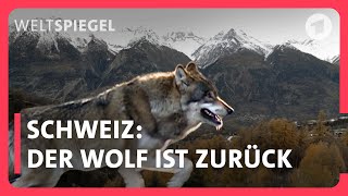 Schweiz Der Wolf ist zurück  abschießen oder akzeptieren [upl. by Nniroc]