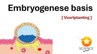 Embryologie Van bevruchting tot innesteling dag 1  10  Voortplanting [upl. by Anirbus]