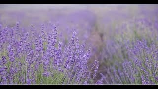 Making Incense with Lavender Incense Magick Ep011 [upl. by Airt851]