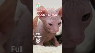 Most Expensive Cats Sphynx  How much do Sphynx Cats cost cat kitten sphynxcat mostexpensive [upl. by Ettevol]