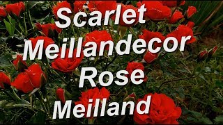 Scarlet Meillandecor Rose Meilland [upl. by Bussey]