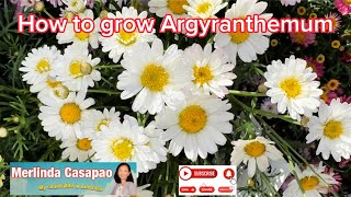 How to grow Argyranthemum ​  Pinay Countrylife flowers garden viral gardening plants [upl. by Marutani]