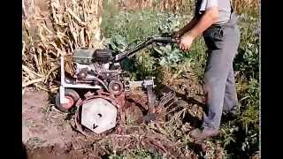 мотоблок зирка 3060б3gp Harvesting potatoes motorblock [upl. by Yldarb]