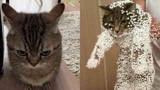 Try Not To Laugh 🤣 New Funny Cats Video 😹  Tuxedo Cat Part 64 [upl. by Aseefan463]