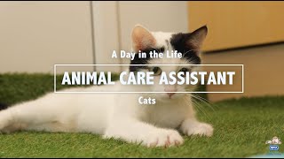 A Day in the Life of a RSPCA Animal Care Assistant Cats [upl. by Setsero]