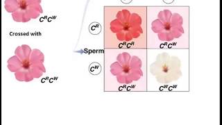 Genetics incomplete Dominance in Flowers [upl. by Fachan]