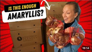 Amaryllis Unboxing Selling Cut Amaryllis Flowers to Support My Amaryllis Addiction😍 [upl. by Cappella]