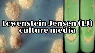 Lowenstein Jensen LJ medium culture media lecture 17 [upl. by Amo109]