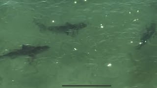 Sharks 🦈 at Pensacola Beach 🏖️ Florida video by Randall Morris 🦈🏖️ [upl. by Platto922]