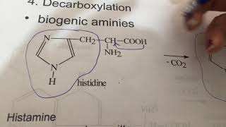 Decarboxylation of Histidine into Histamine [upl. by Ricca]