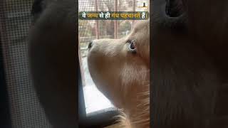 Puppy Nose 👃🏼🐶🦴 shorts trending viralvideo doglover [upl. by Akaenahs]