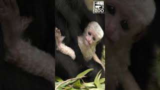 1 Week Old Colobus Monkey Baby  Cincinnati Zoo shorts [upl. by Atin883]