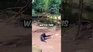 Monkey Teases Porcupine and Instantly Regrets It 🐒🦔😂 [upl. by Menendez]