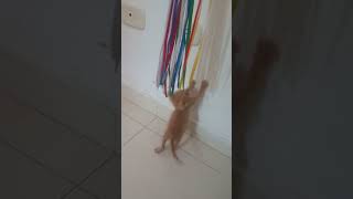 Gatito saltarin😸🐈 Gaticofeliz VideosDeRisa GatosChistosos GatosGraciosos AnimalesGraciosos [upl. by Leiuqese]