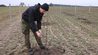 Jak i dlaczego ciąć drzewka owocowe w pierwszym roku po sadzeniu [upl. by Raclima]