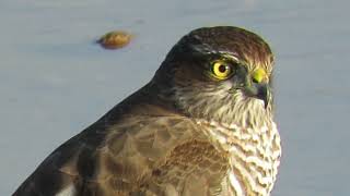 Gavilán común  Accipiter nisus 03112024 elanio1972 [upl. by Jennings]