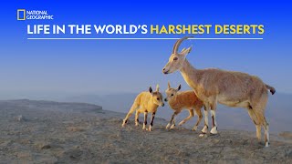 Life in Hostile Deserts  Hostile Planet  हिंदी  S1  E4  Nat Geo Wild [upl. by Milli]