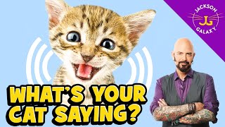 Cat Vocalizations and What They Mean [upl. by Pampuch]