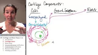 Bone  Cartilage 2 Cartilage tissue [upl. by Sungam]