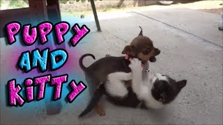 Puppy and Kitten Play Best Friends Bella amp Hello Kitty [upl. by Spiro]