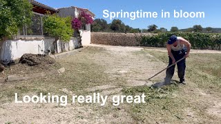 Pruning the Bougainvillea  Day 2 Finished off the job [upl. by Eiggep16]