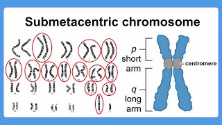 submetacentric chromosome [upl. by Veradis]