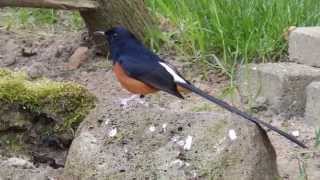 Whiterumped shama  Singing in Dutch aviary [upl. by Juieta761]