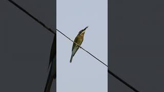 Incredible Bluetailed BeeEater Hunting Techniques [upl. by Ativel]