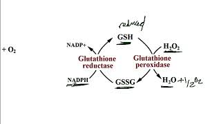 USMLE ACE Video 41 Chronic Granulomatous Disease CGD  NADPH Oxidase Pathway [upl. by Lipski]