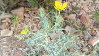 Argemone mexicana  Mexican Poppy Maxican Prickly Poppy Satyanashi cardo cardosantoPrickly Leaf [upl. by Mattson]