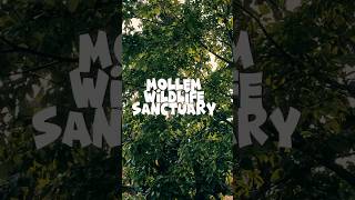 mollem goa wildlife Sanctuary in rainy seasonnature place in goa 📍🌎✨️shorts nature goa [upl. by Anerev]